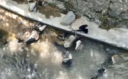 Karga, yılana saldırdı